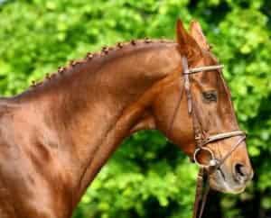Scientists Study Facial Expressions of Pain in Ridden Horses