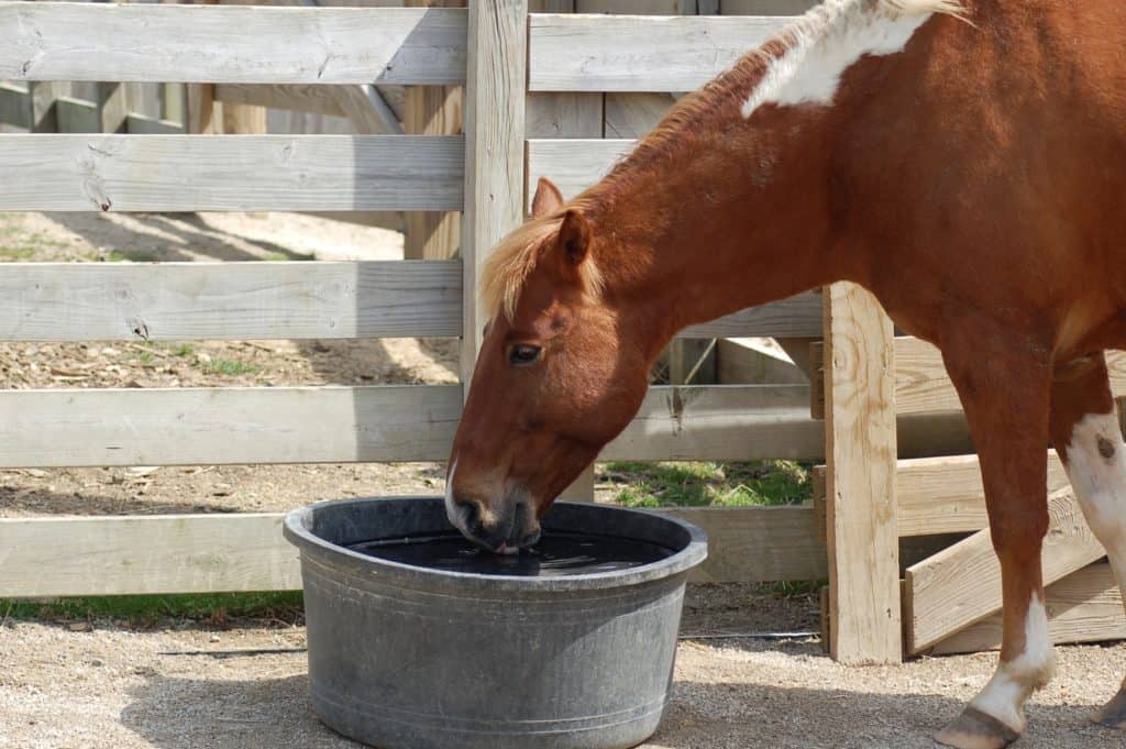 Poll Recap: Horse Water Options