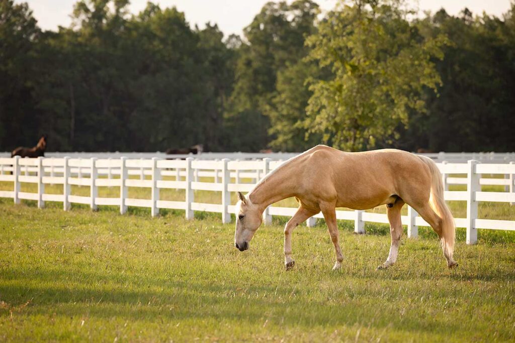 Palomino horse walking in pasture