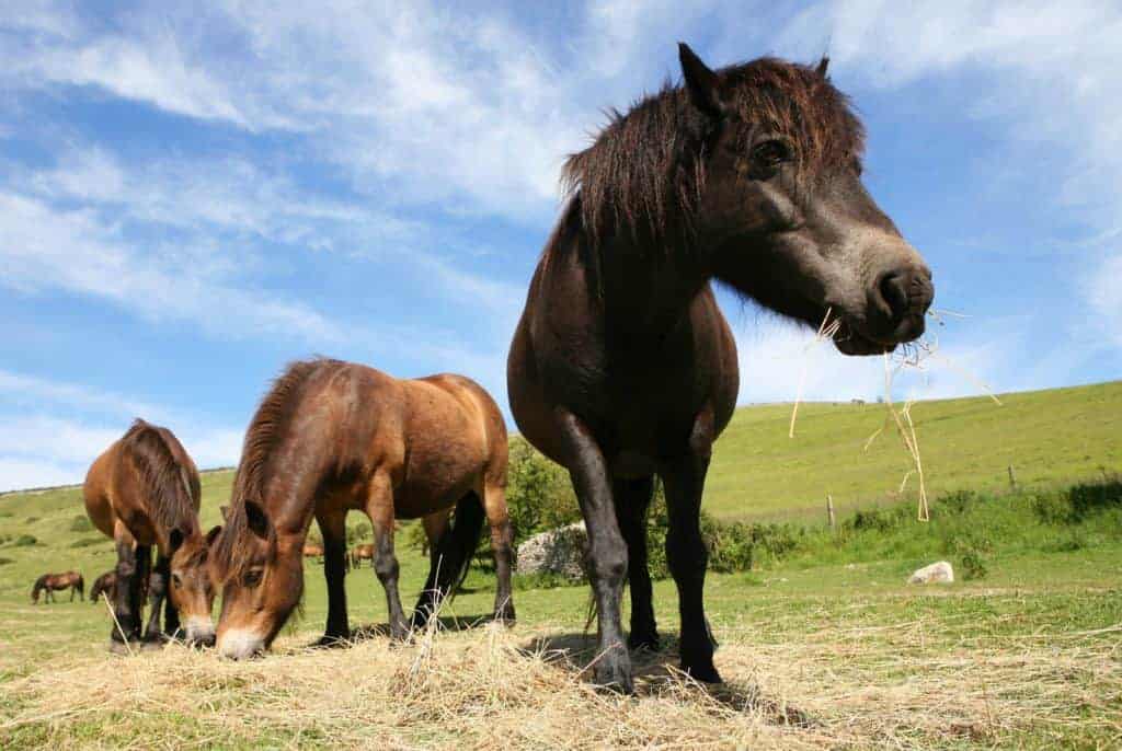 An Inside Look at the Equine GI Microbiome