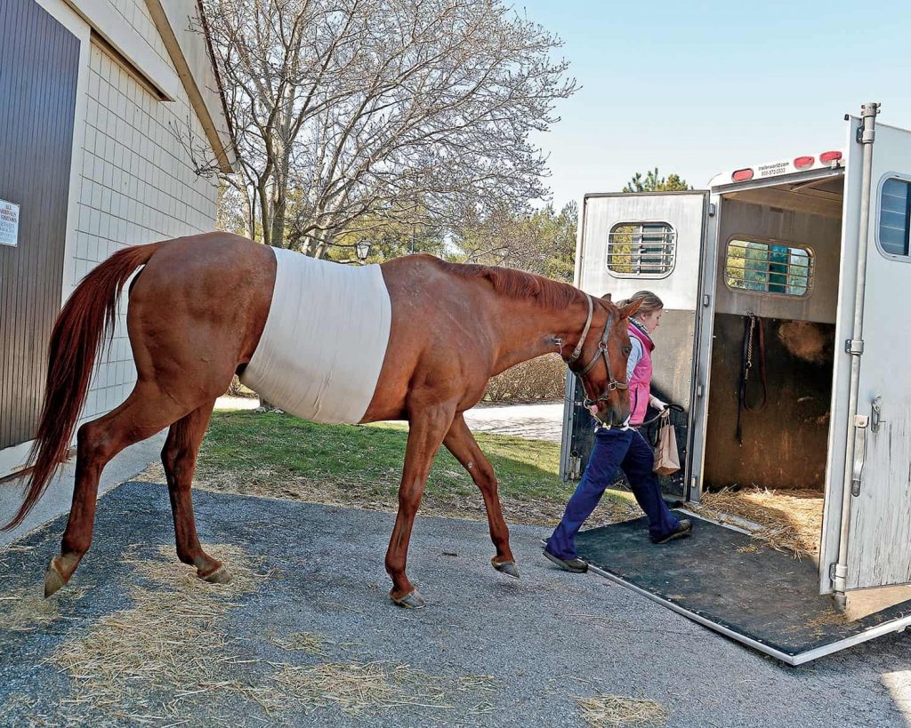 firocoxib for colic; what to expect after colic surgery; the vet tech's role in colic surgery; Repeat Colic Surgeries Don't Always Have a Poor Prognosis