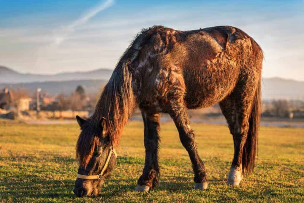 PPID horse