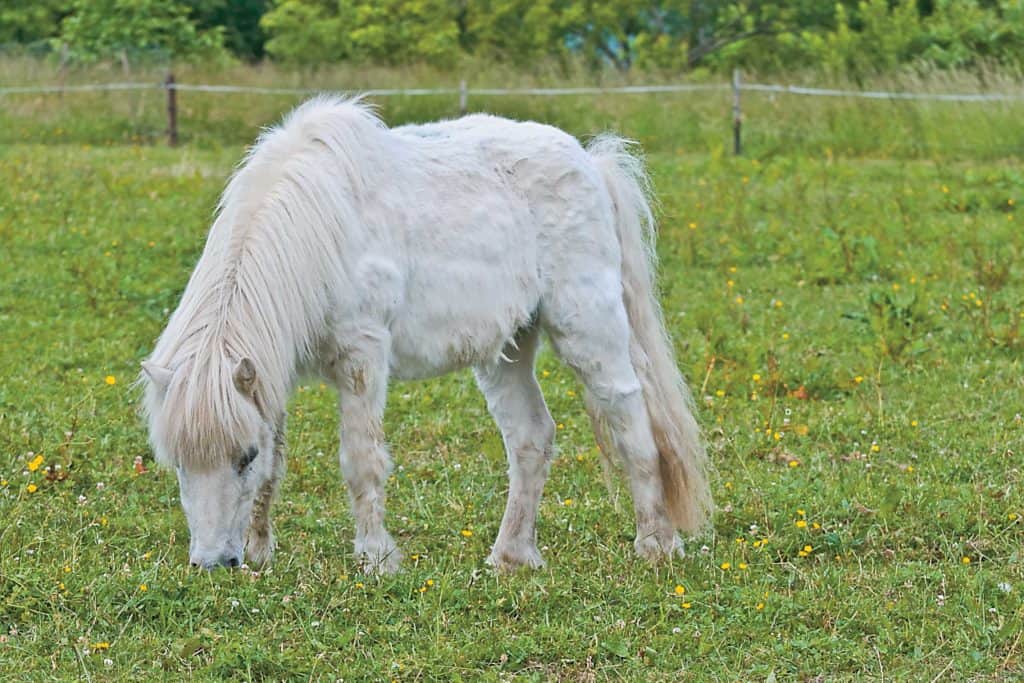 ppid and laminitis