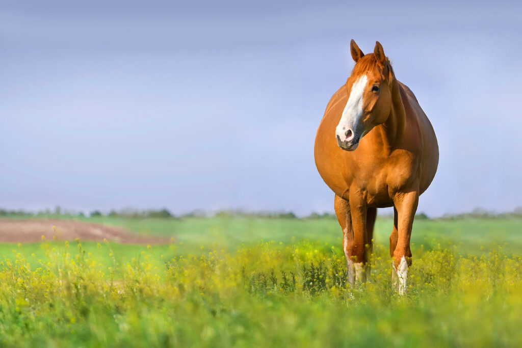 pregnant chestnut mare standing in field