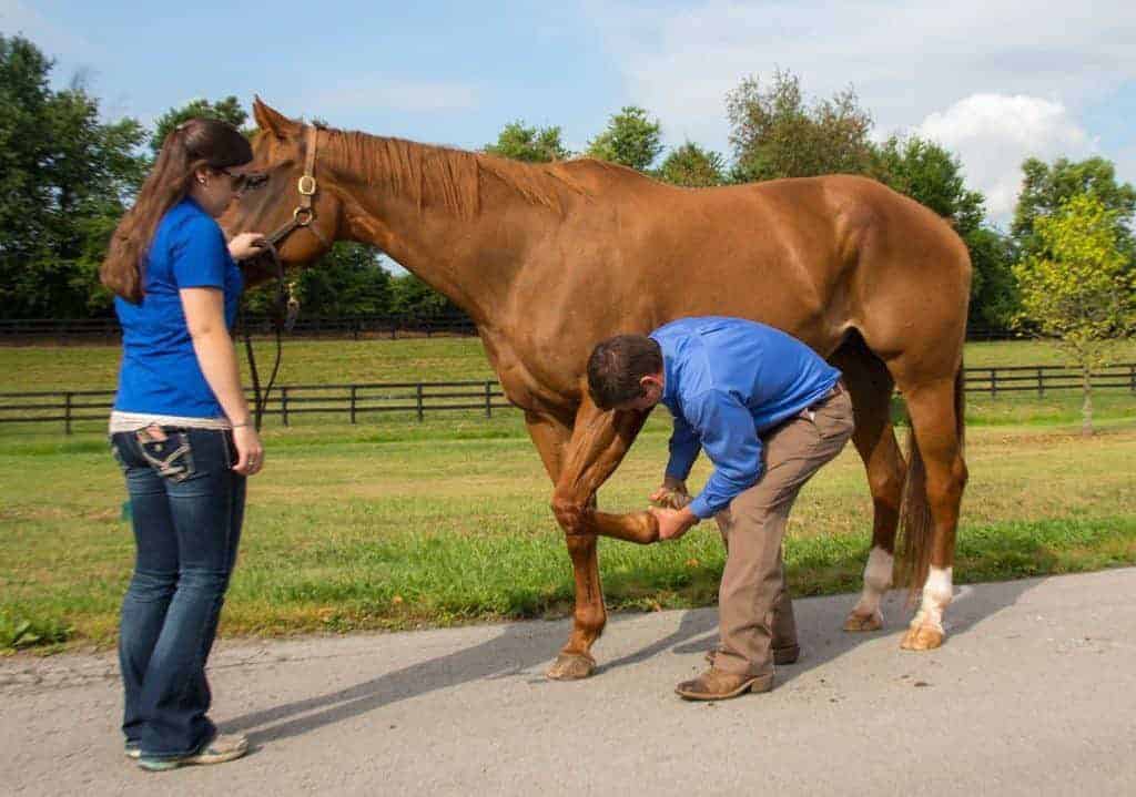 Unusual Tendon Injuries in Sport Horses