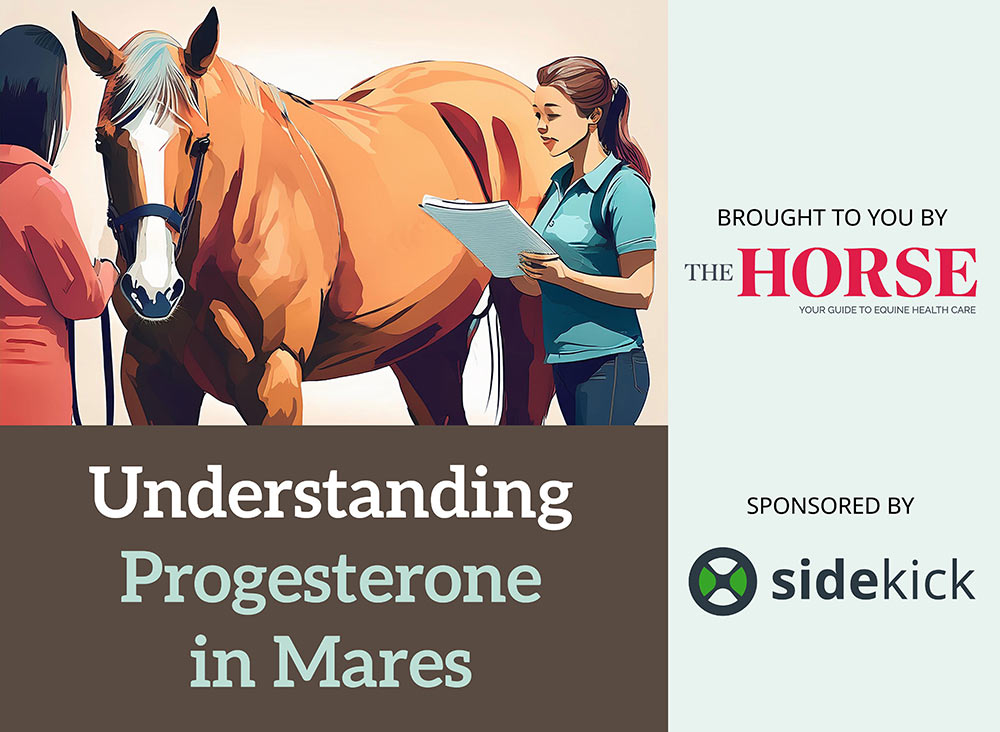 Understanding Progresterone in Mares