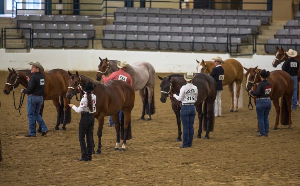 AQHA Executive Committee Approves Welfare Recommendations