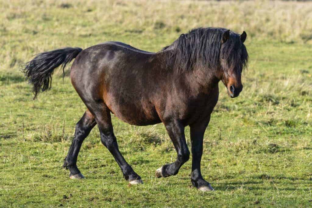 equine megabolic syndrome; Feeding the Endocrine-Challenged Horse