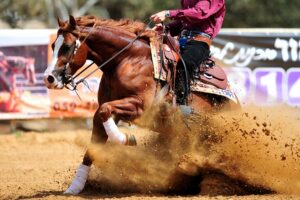 reining horse doing sliding stop
