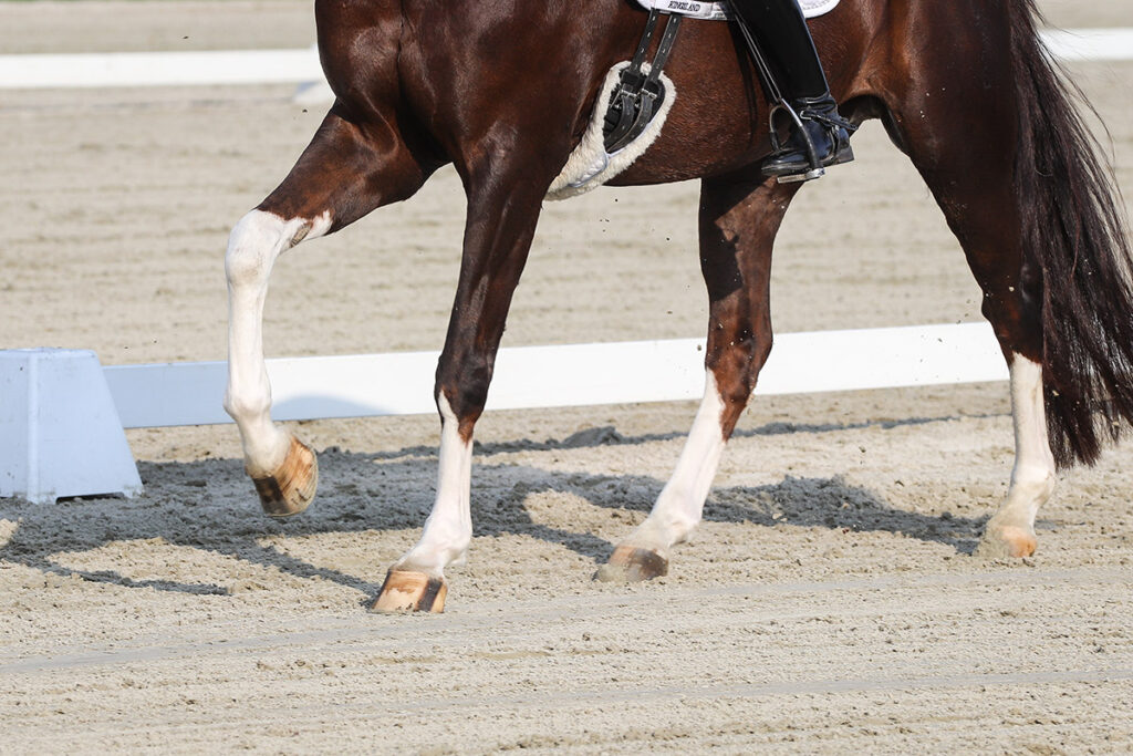 ridden horse, arena