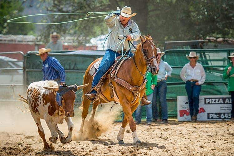 Awesome Antioxidants and How They Help Horses