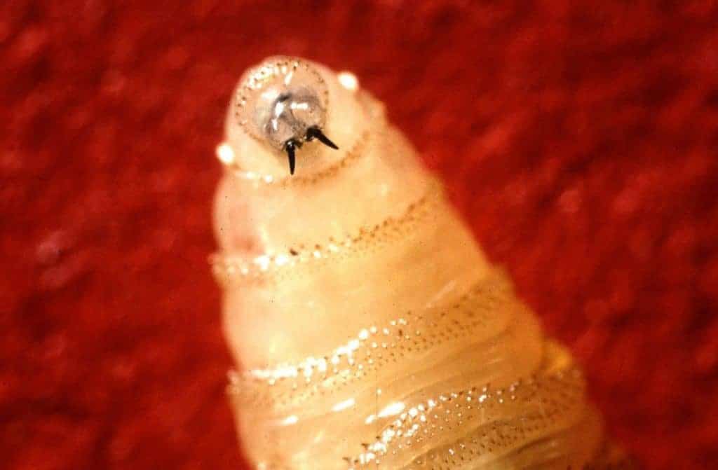 Screwworm Myiasis: A Re-emerging Concern
