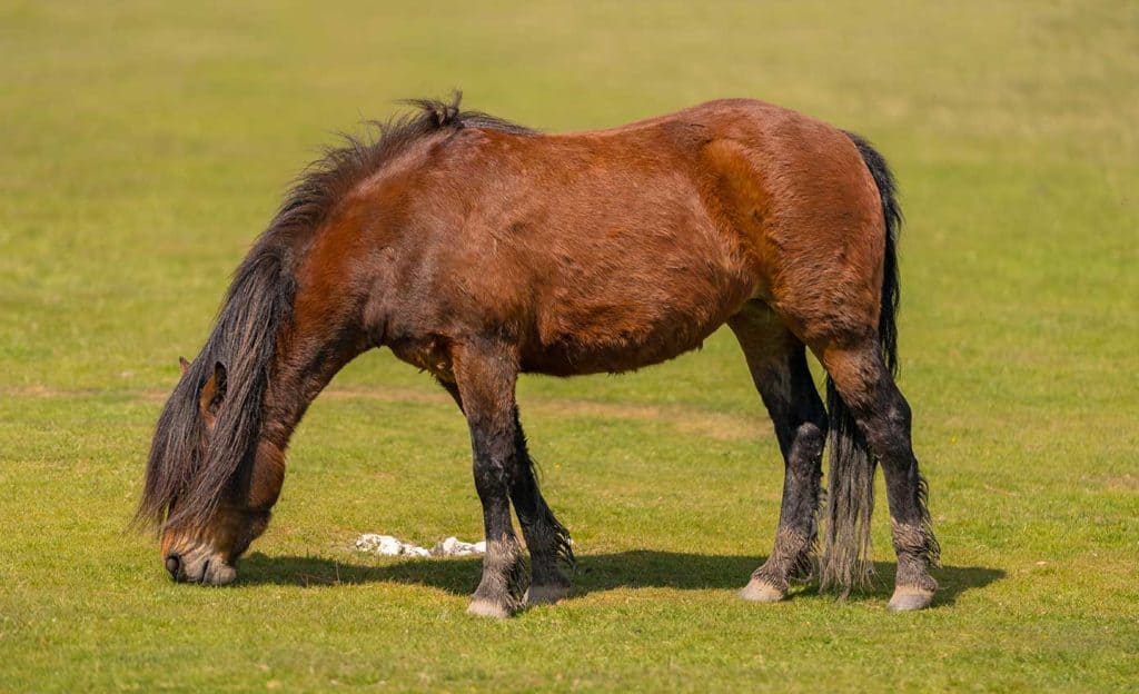 Shaggy horse grazing in field
