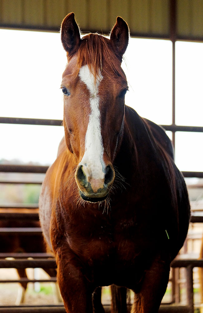 horse standing in shade of barn