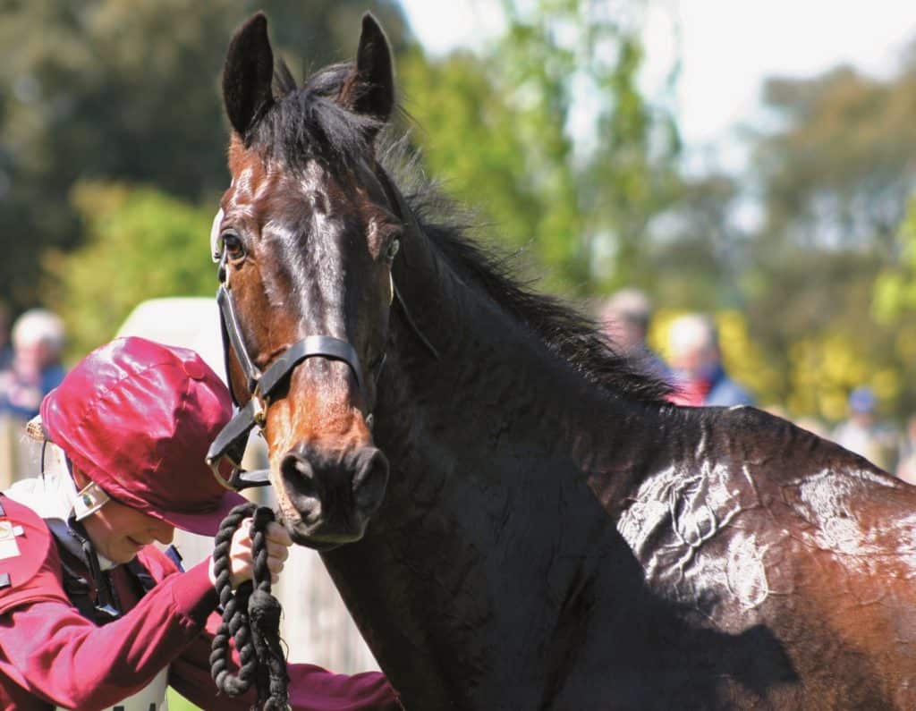 sodium and chloride for horses; antioxidants for exercising horses; sudden death, cross-country, eventing, three-day eventing, cool down, cool out, cooling out