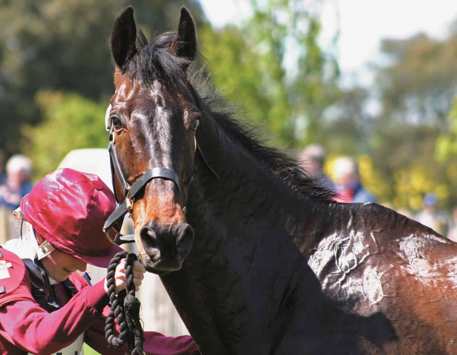 sodium and chloride for horses; antioxidants for exercising horses; sudden death, cross-country, eventing, three-day eventing, cool down, cool out, cooling out