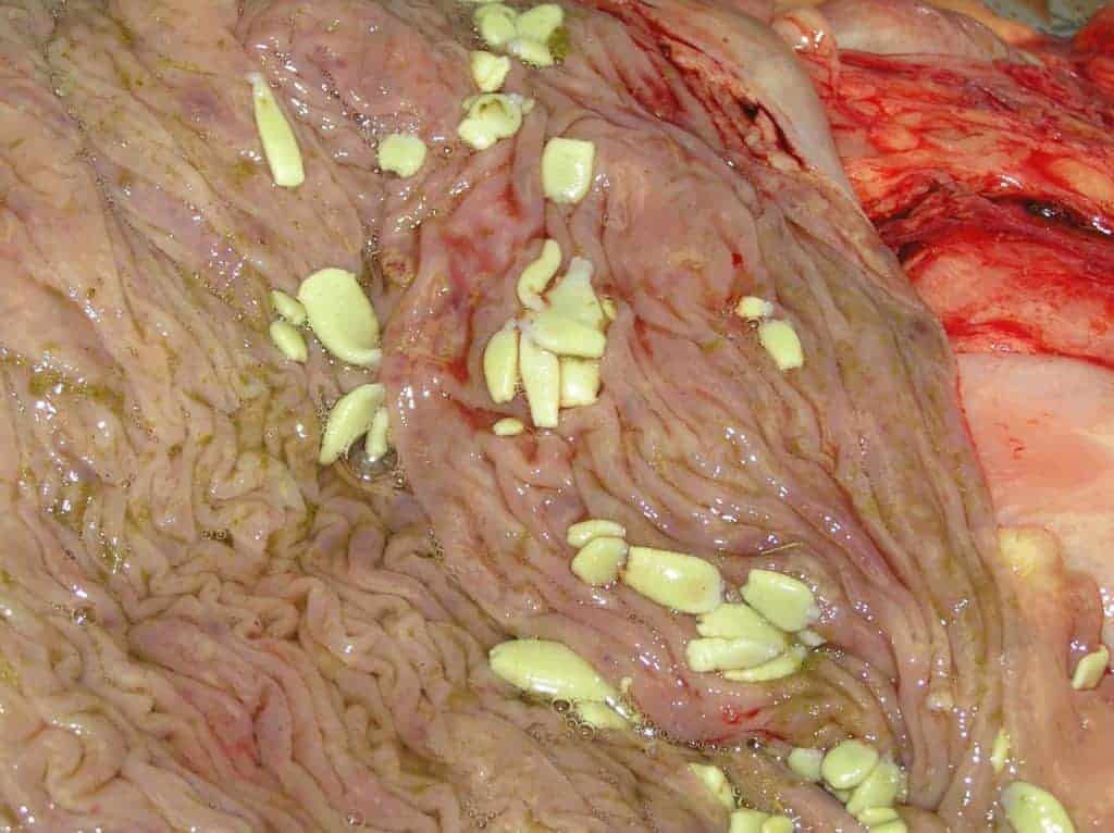 Saliva-Based Tapeworm Test Available to U.S. Horse Owners