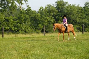 Physiology of Equine Aging