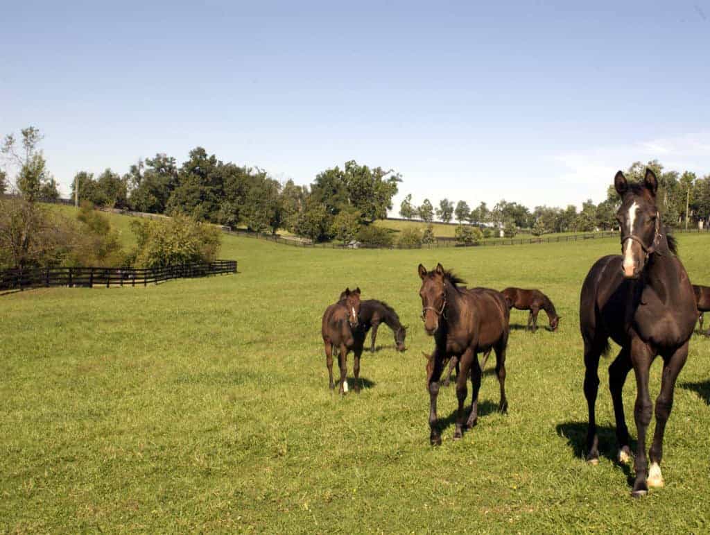 weanlings