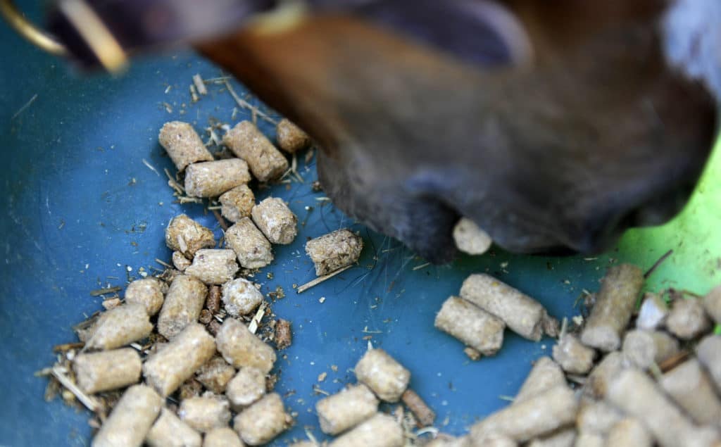 starch in horse diets; equine nutrition research; Complete Feeds vs. Ration Balancers: What's the Difference?