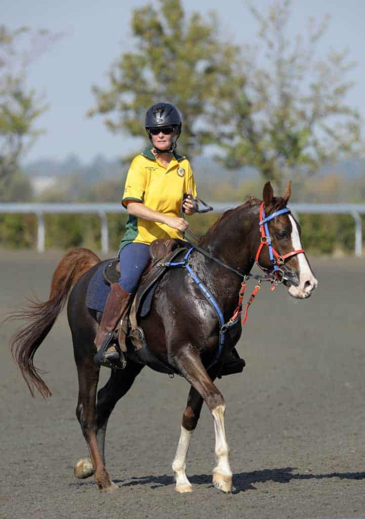 New Method for Scoring Sweat Losses in Horses Proposed