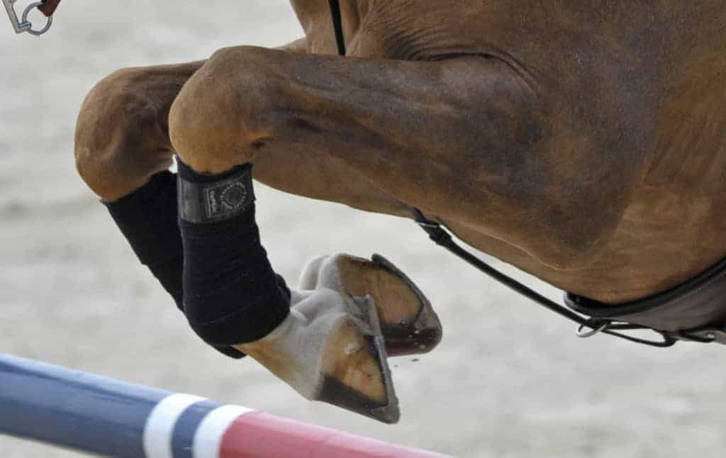 Veterinarians Discuss Stem Cells for Equine Joint Therapy
