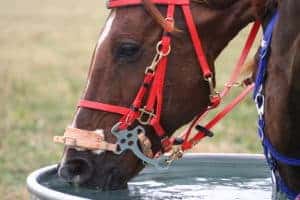 Avoiding Dehydration in Sport Horses During Summer