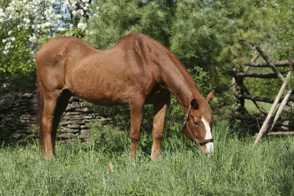New Treatment for Equine Bone Fragility Disorder Evaluated