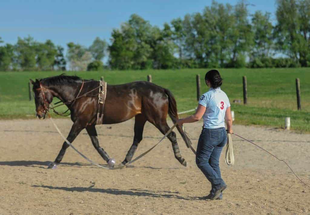 neck pain in horses; Safe Longeing for Horse Health