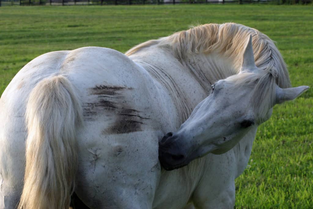 Exploring Equine Seasonal Allergies