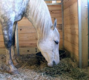 RELATED CONTENT | Horse Hay Analysis: What are ‘ADF’ and ‘NDF’?