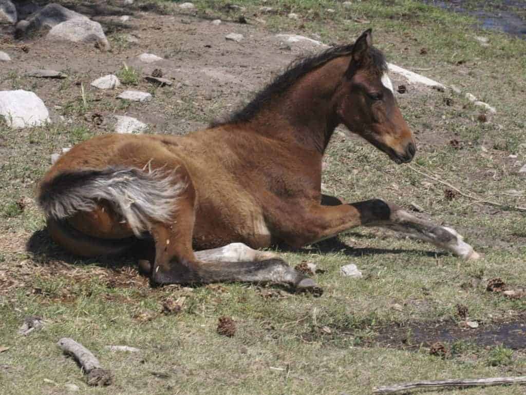Why Does a Horse Lie Down?