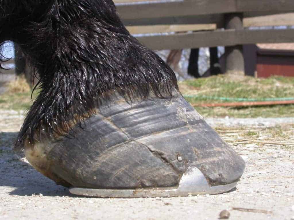 Managing Equine Caudal Hoof Problems