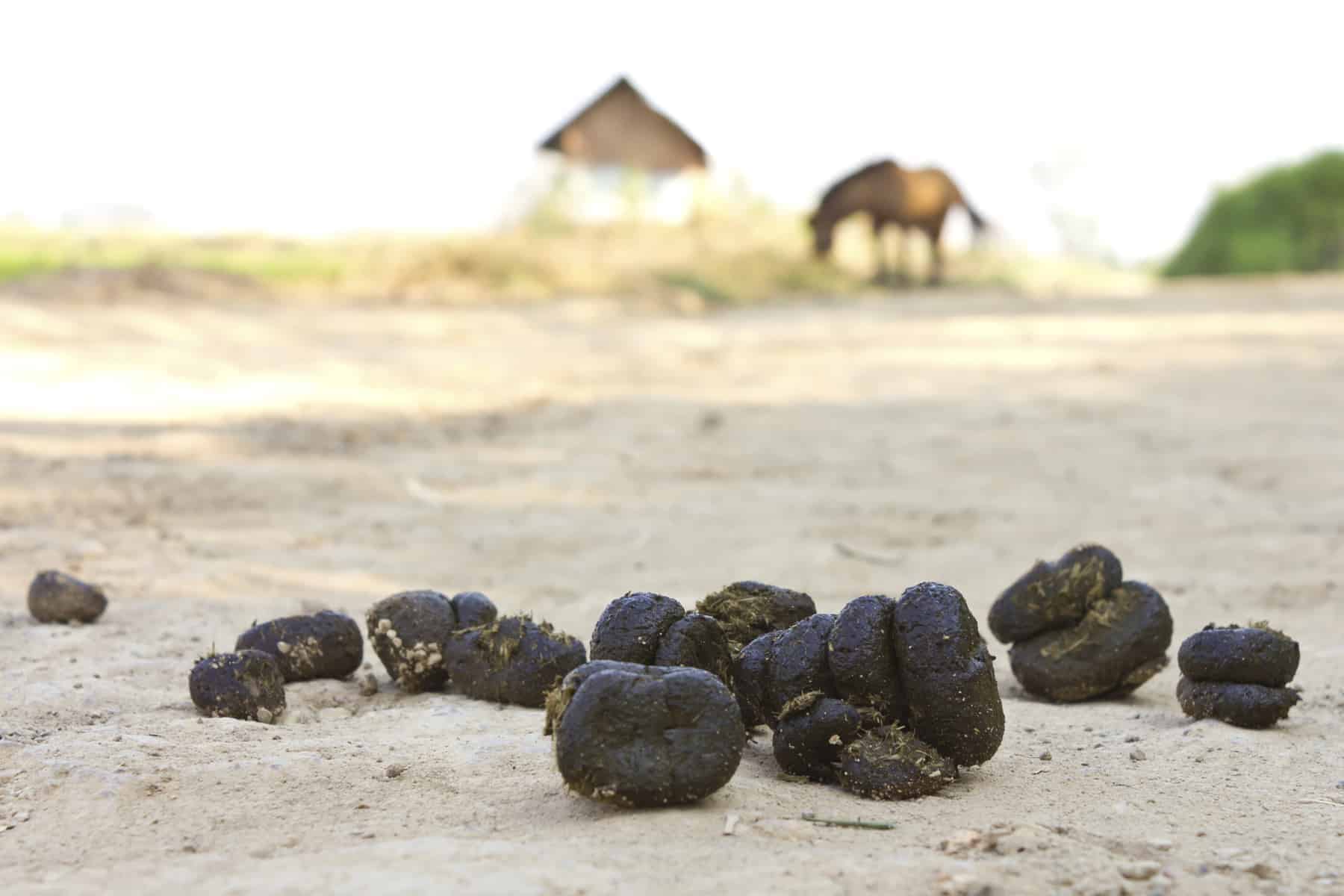 Manure