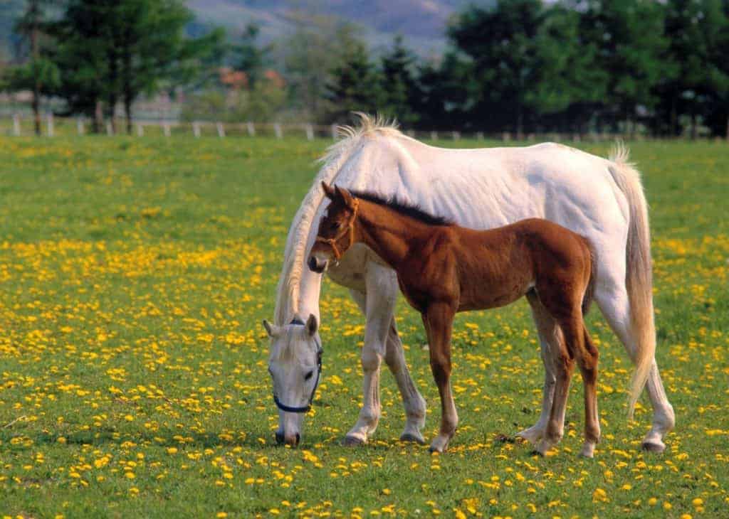 How Broodmare Nutrition Affects Her Foal