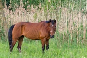 helping old horses gain weight
