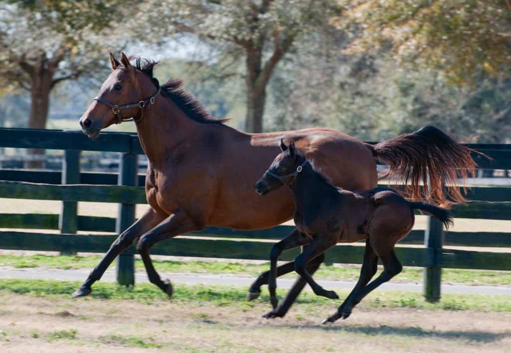 Thoroughbred mare and foal, foal exercise,