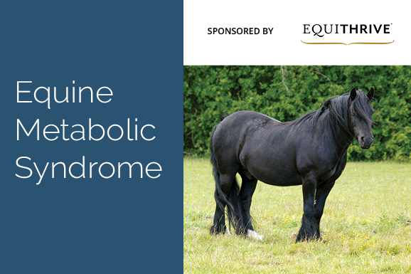 equine metabolic syndrome