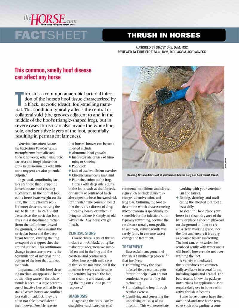Fact Sheet: Thrush in Horses