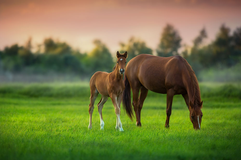 mare and foal grazing in pasture
