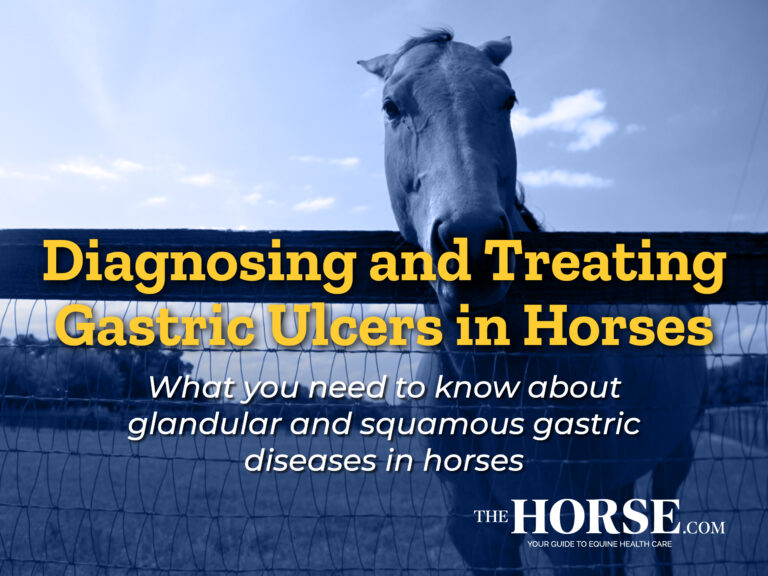 Diagnosing and Treating Gastric Ulcers in Horses