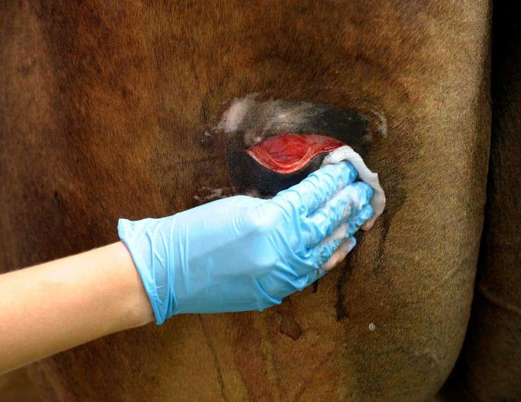 From Sterilization to Stitches: Handling Horse Wounds