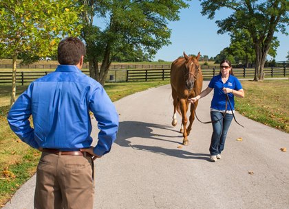 neuromuscular disease in horses; arthritis treatment for horses; penn vet lecture; Lateral Resistance in a Quarter Horse; horse gait analysis; Study: Gene Therapy Can Help Reduce Equine Lameness