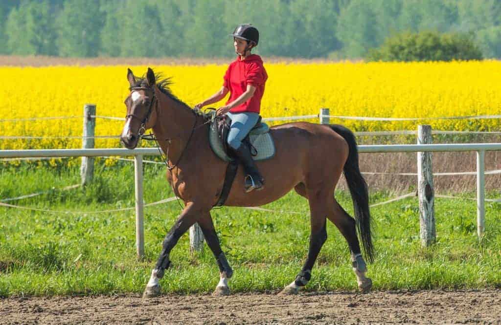 Tips for Returning Horses to Work After Soft-Tissue Injury