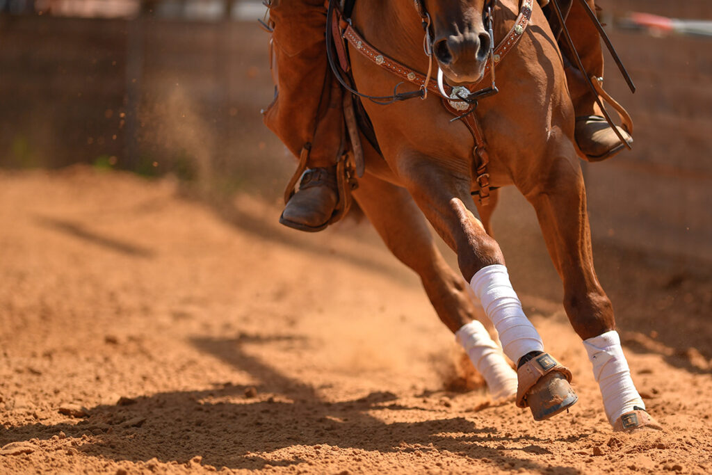 western performance horse
