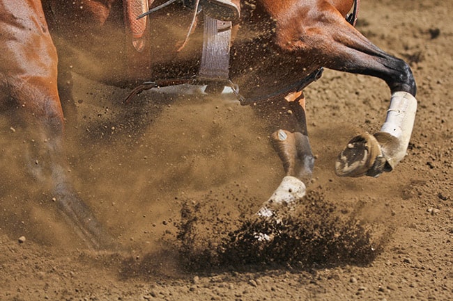 western horse turn, knees, joints