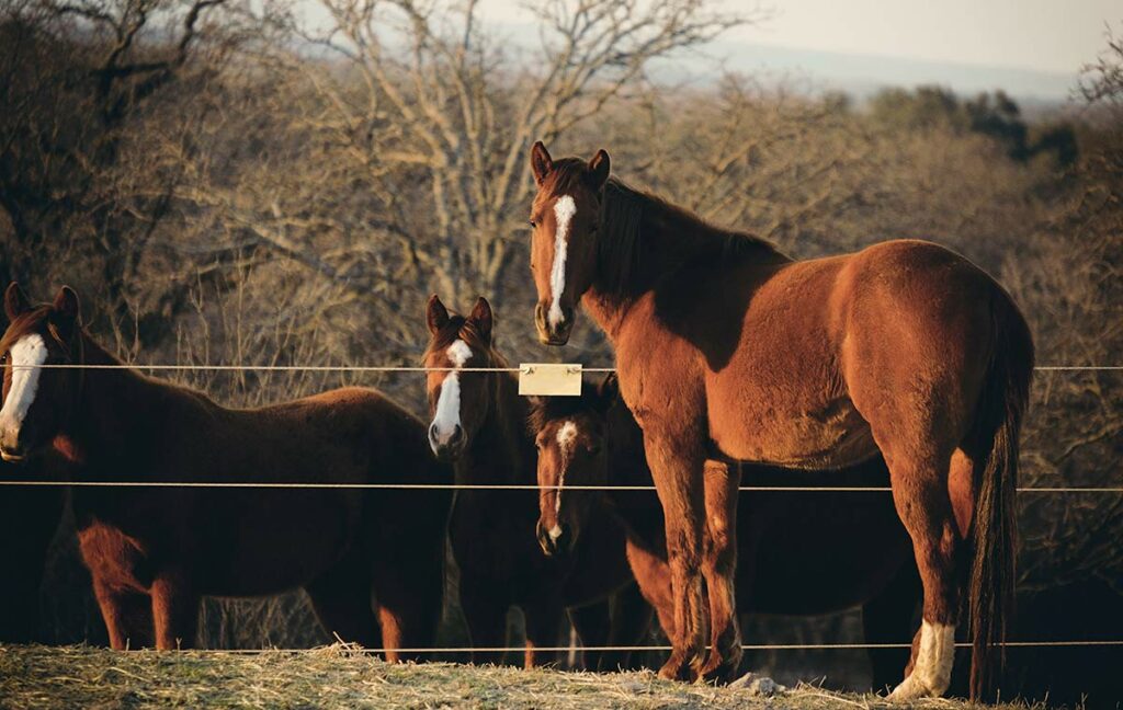 young horses in field