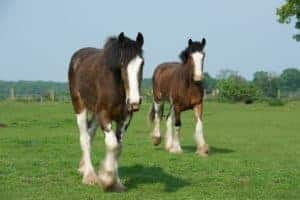 Researchers Compare Different Types of Horses' Temperaments
