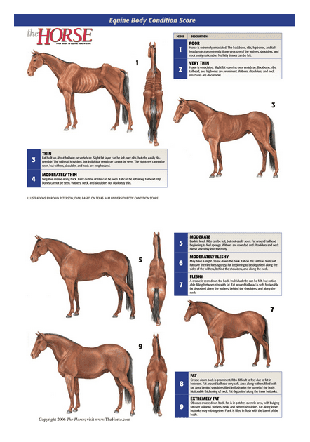 Body Conditions Chart