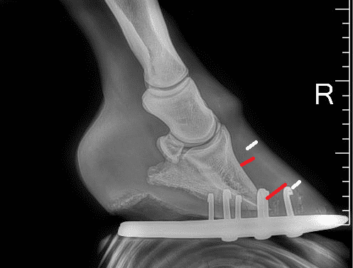 Podiatry radiographs are critical for fully assessing the laminitic horse’s foot.